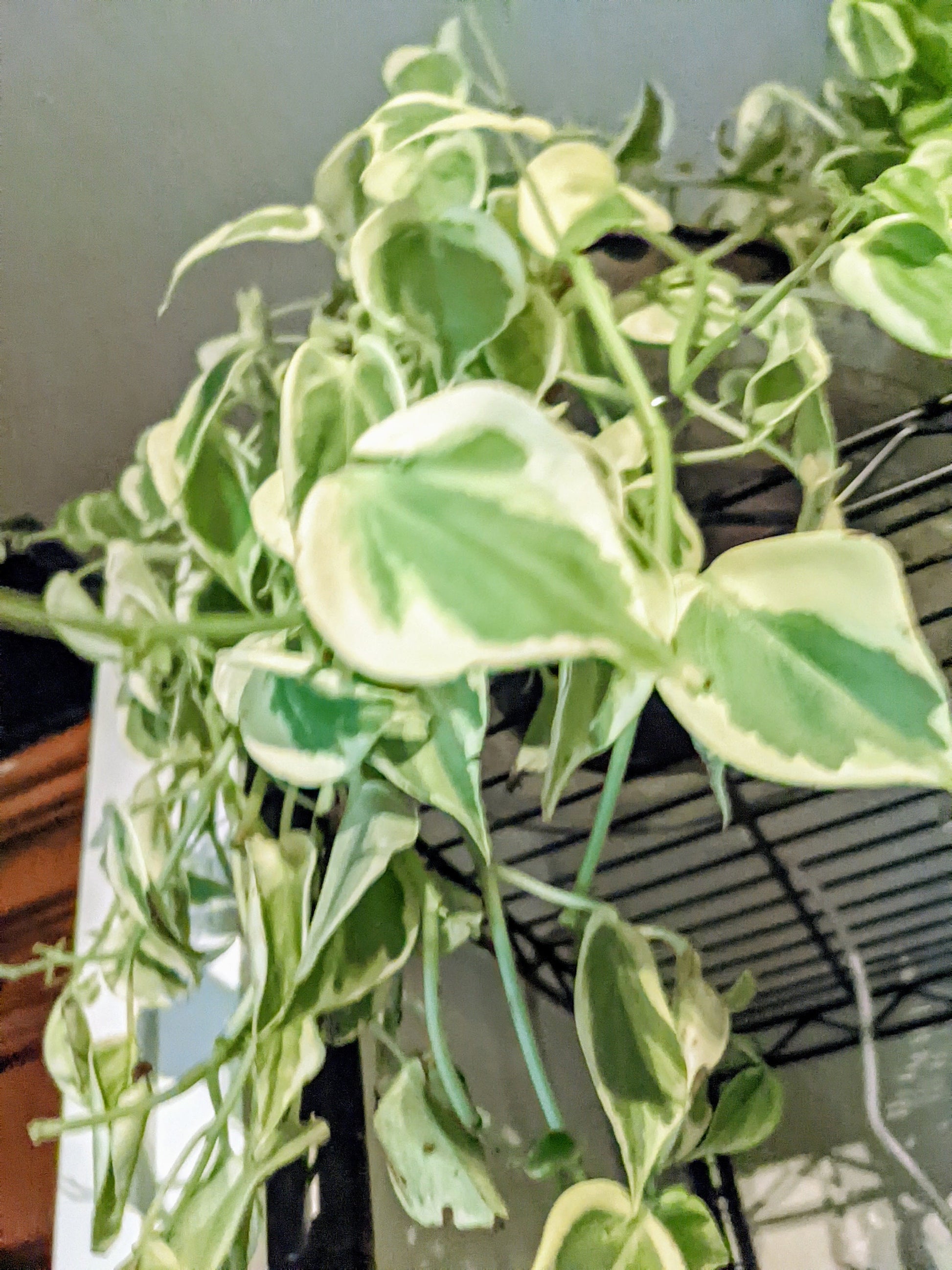 Cupid Peperomia Scandens Variegated - Easy Care Low Light Cupid