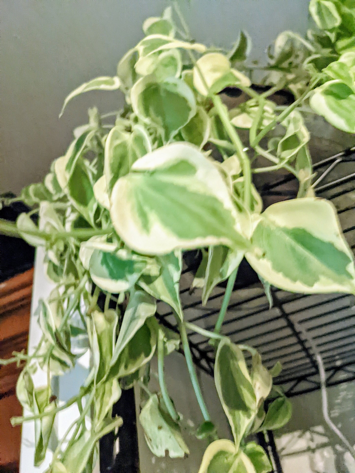 Cupid Peperomia Scandens Variegated - Easy Care Low Light Cupid Peperomia  Scandens - Indoor House Plant Alive