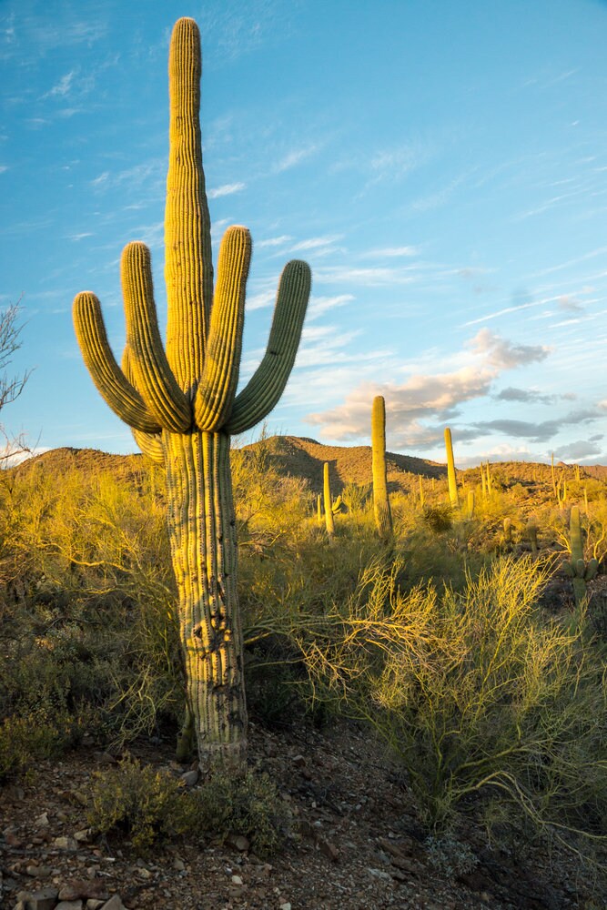 False Saguaro - Mexican Cardon Cactus - Elephant Cactus - Pachycereus Pringlei Carnegiea gigantea Starter Cactus , can live for 100 years