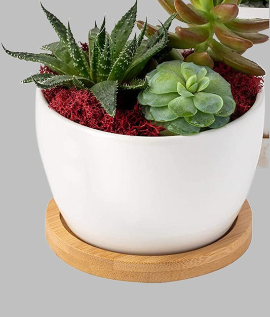 Succulent Plant Pots - 4" Pot Cactus Succulent Arrangements - White Minimalist Modern Pot Décor - indoor plant pot container