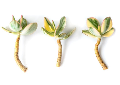 Variegated Jade live Plant Crassula Money Tree - Crassula ovata 'Variegata'  Size Options