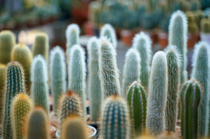 Rooted Thick Form Brazilian Blue Cactus,  Blue Torch Cactus/Cacti, Pilosocereus Azureus