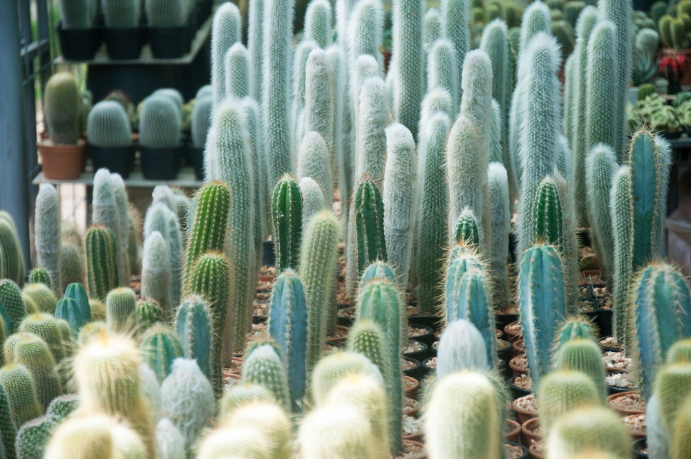 Rooted Thick Form Brazilian Blue Cactus,  Blue Torch Cactus/Cacti, Pilosocereus Azureus