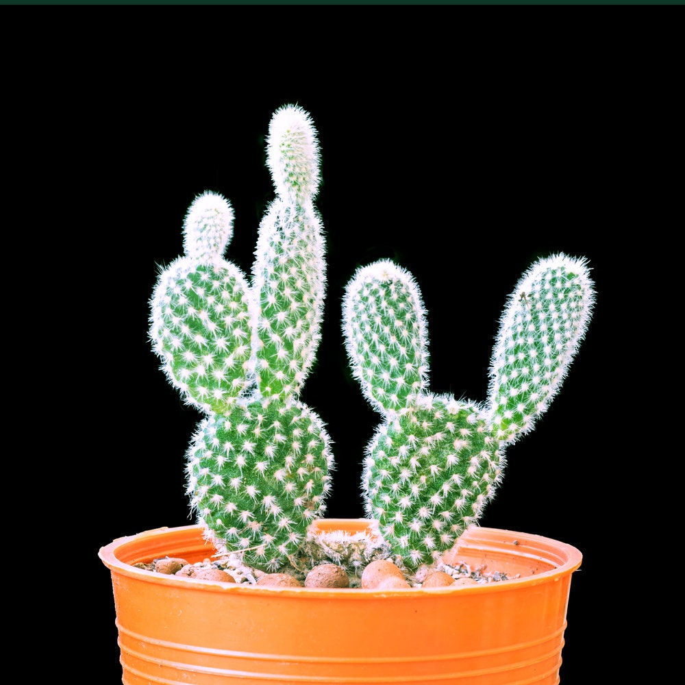 White Angel Wing Cactus -White Bunny Ear Cactus. Soft Lovable Cactus Cute Cacti - Size Options -Opuntia microdasys var. albospina perky pear