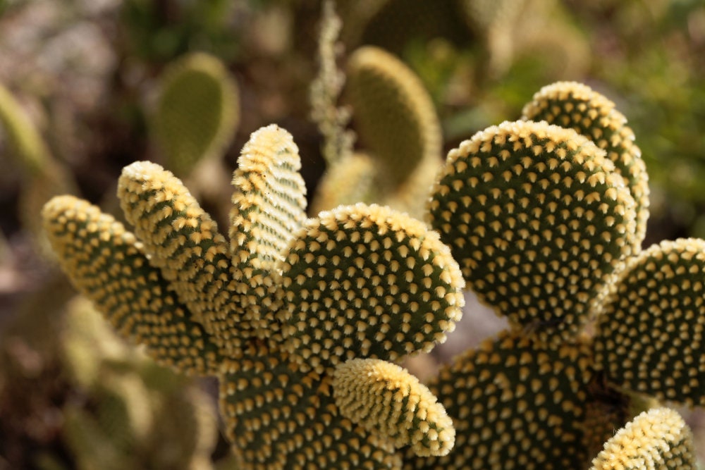 Yellow Bunny Ear Cactus -Yellow Angel Wing Cacti  - Cactus Cute Cacti - Size Options -Opuntia microdasys var. albospina perky pear