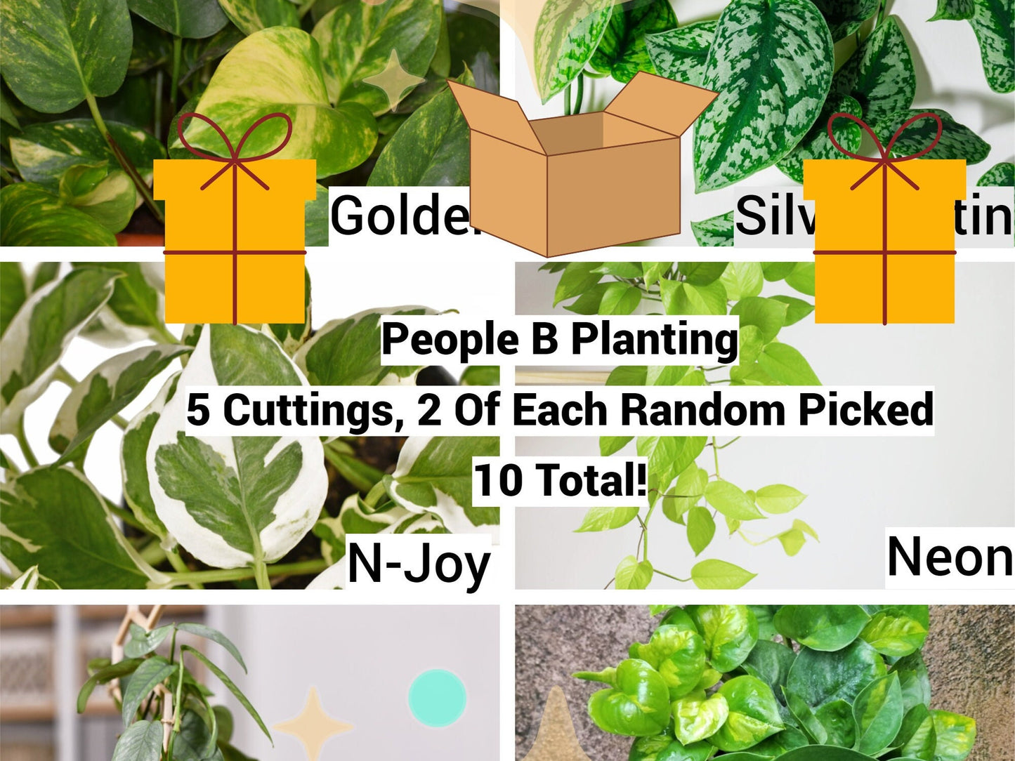 Pothos Cutting Mystery Box Bundle Pack Of 2 3 5 7 Plant Node Cuttings Houseplant