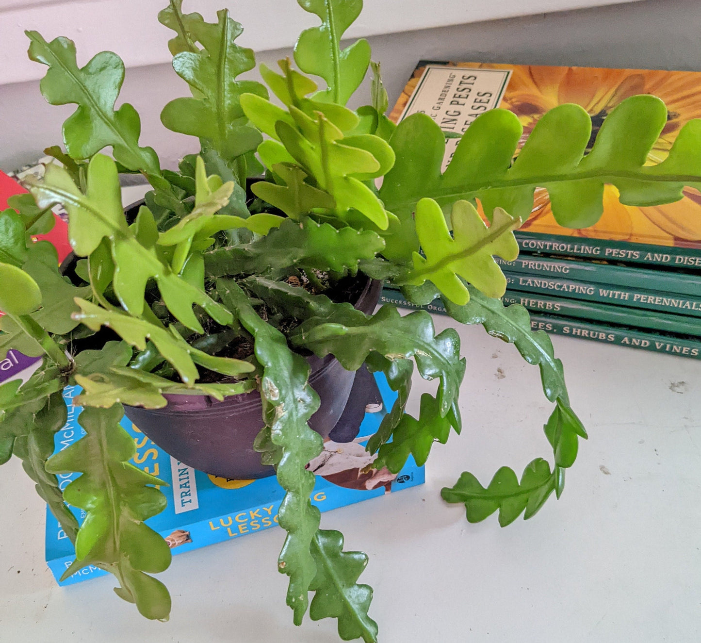 Fishbone cactus - Ric Rac, Zigzag, Fishbone, orchid cactus, Houseplant - Shade Plant Succulent/Cactus - NOW with Bonus FREE Gift