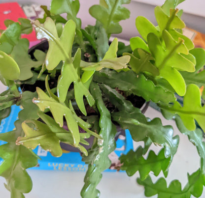 Fishbone cactus - Ric Rac, Zigzag, Fishbone, orchid cactus, Houseplant - Shade Plant Succulent/Cactus - NOW with Bonus FREE Gift