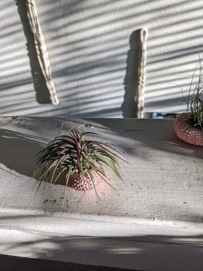 3 Air Plants in Rose Pink Urchin - Air plant sea shell display 100% natural