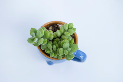 Miniature Cotyledon pendens RARE - Cuttings & Plant Options Cliff Cotyledon Crassulaceae Succulent Hanging Indoor Houseplant FREEE GIFT! !