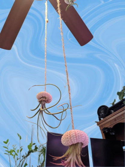 3 Jelly Fish Air Plant Hangers - Gifts for her him mom dad - Air Plant Pot & Air Plants for sell