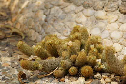 Ladyfinger Cactus Mammillaria Elongata - Gold Lace Cactus Clumping Cactus With Babies! Size Options Available, NOW with FREE Plant Gift