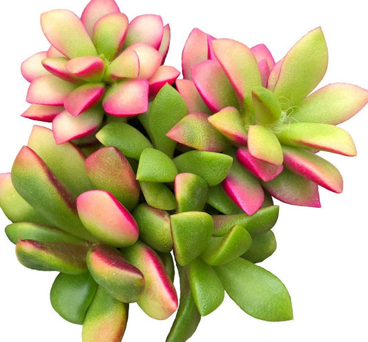 Pink Green White Variegated Plant - Sunrise/Rainbow Succulent - Get Fast Shipping Now with FREE Plant Gift!