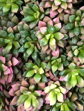 Sunrise/Sand Rose Succulent -  Fast Shipping Now with FREE Plant Gift!