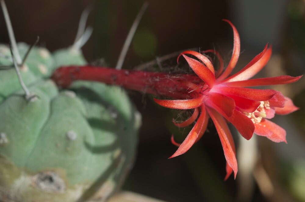Matucana madisoniorum Live Ball Round Cactus/Cacti - Submatucana/Borzicactus  madisoniorum - AMAZING FLOWERS now with free plant gift