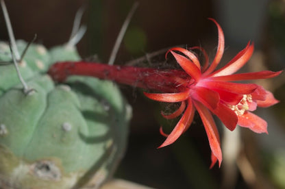 Matucana madisoniorum Live Ball Round Cactus/Cacti - Submatucana/Borzicactus  madisoniorum - AMAZING FLOWERS now with free plant gift