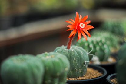 Rare Ball Type Matucana madisoniorum  Cactus/Cacti Succulent Flowers get one today with a free bonus gift