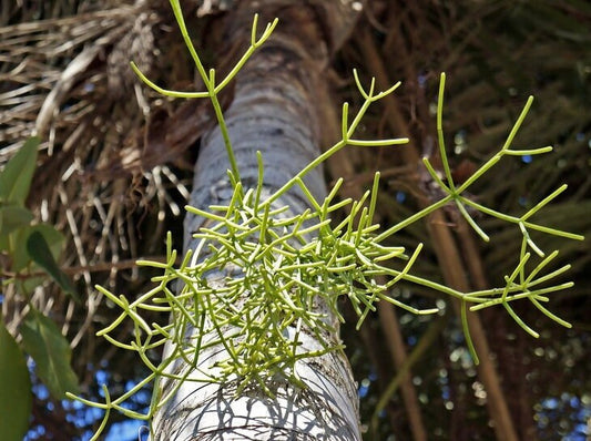 Mophead/Old Man's Beard Cactus Succulent Tropical - Rhipsalis capilliformis