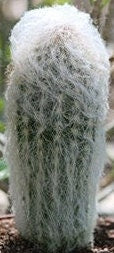 Unique & Rare Fuzzy Hairy Furry Cactus/Cacti Living Plants 8 Options!