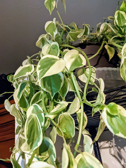 Cupid Peperomia Scandens Variegated - Easy Care Low Light Cupid Peperomia Scandens  -  Indoor House Plant Alive