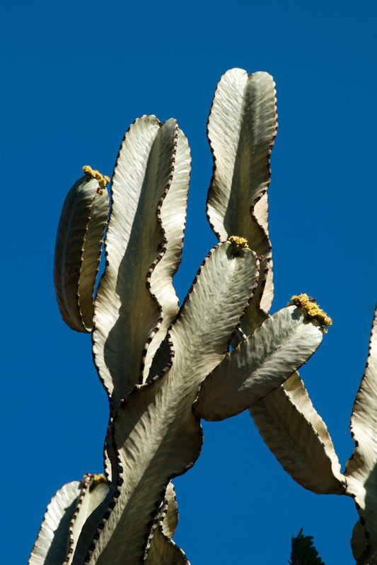 Thick Large Ammak Variegated Candelabra Outdoor Indoor Cactus/Cacti/Succulent Euphorbia