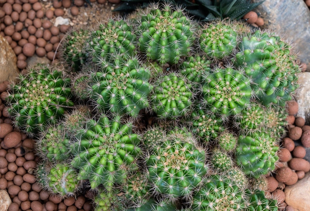 Cactus Ball With Lots of Cacti! Echinobivia Rainbow Bursts GREAT Flowers! Living Plant Size Choices NOW with Free Bonus PLANT Gift!