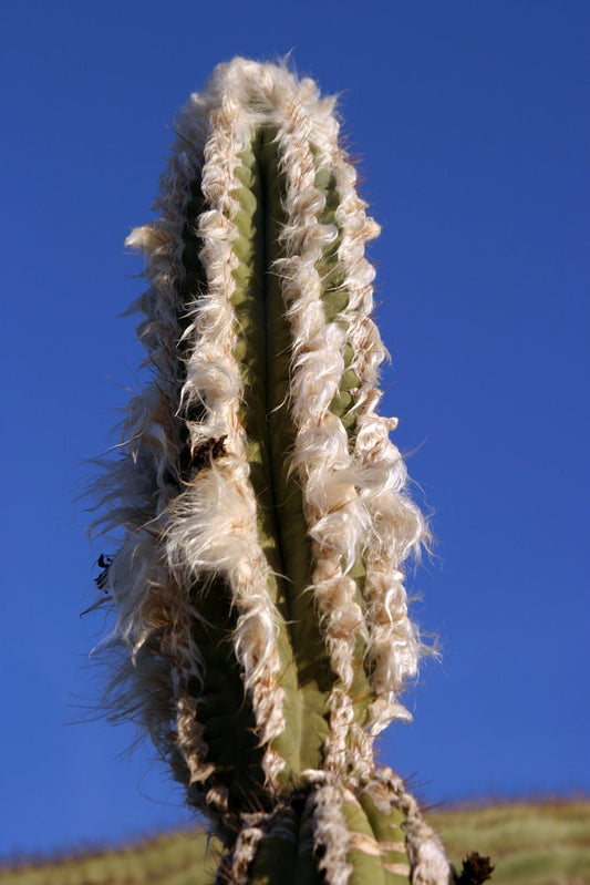 Blue Torch Cactus Cactus/Cacti - Pilosocereus Leucocephalus F. Palmeri