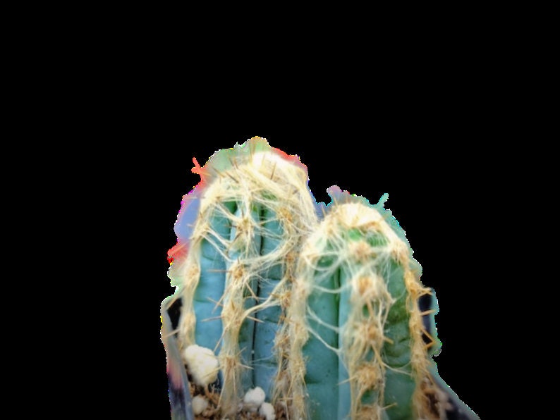 Blue Torch Cactus Cactus/Cacti - Pilosocereus Leucocephalus F. Palmeri