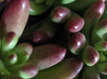 Many Fingers Jelly Bean Succulent - With free bonus