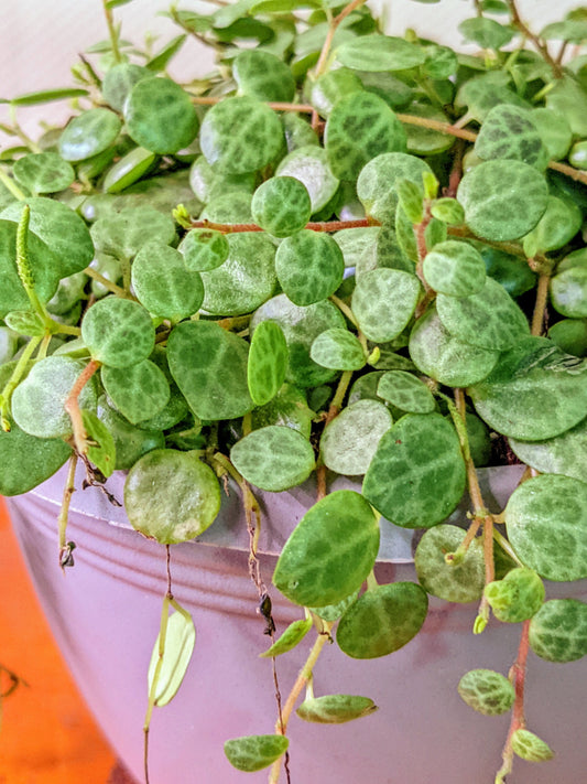 STRING of TURTLES - Peperomia Prostrata Succulent -  SoT Now With FREE Gift!!