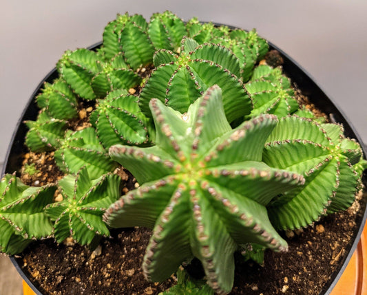 Euphorbia African Milk Barrel Tanzanian Zipper Plant - Euphorbia Anoplia - Looks Really Cool,, now with FREE Plant GIFT!