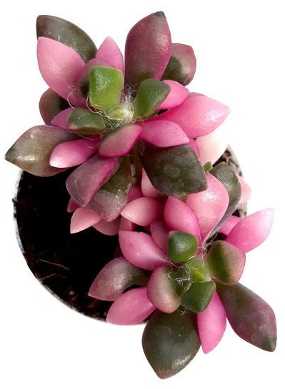 Sunrise Rainbow Succulent with GREAT Colors Pink Green White Variegated Plant