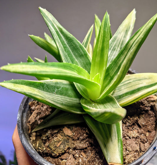 RARE Variegated Aloe - Walmsley's AloeLive Plant Easy Care Window Plant  Healthy & Fully Rooted