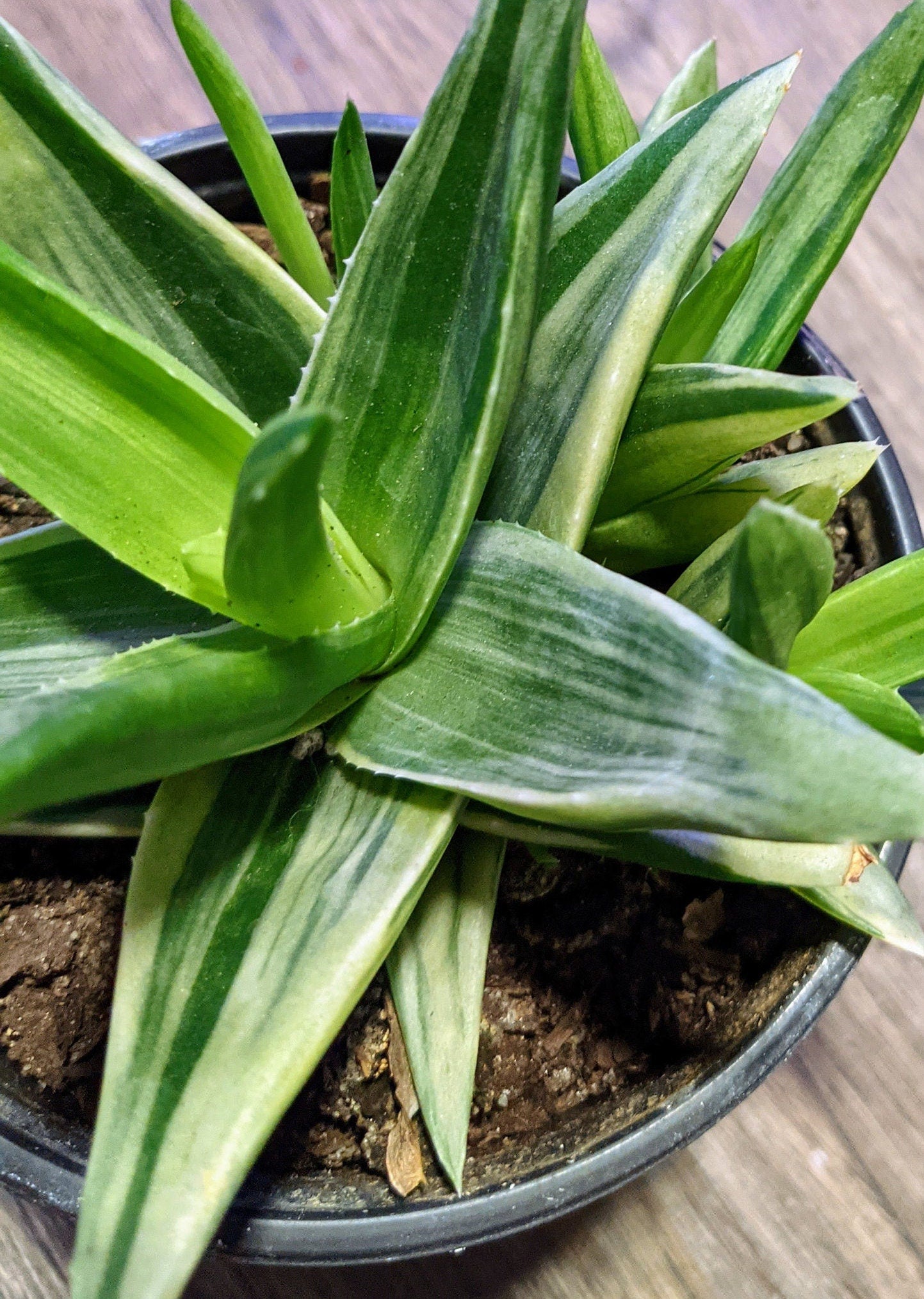 RARE Variegated Aloe - Walmsley's AloeLive Plant Easy Care Window Plant  Healthy & Fully Rooted