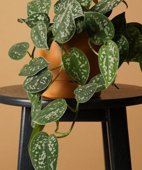 Pothos Silver Satin, Scindapsus pictus 'Argyraeus' Houseplant, Easy Care Indoor Plant