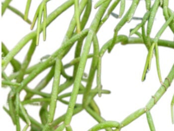 Misletoe Cactus - Rhipsalis capilliformis With FREE Bonus Plant Gift