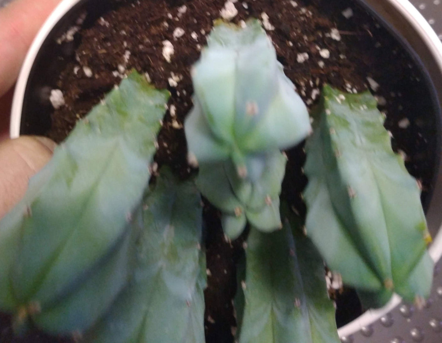 Blue Candle Cactus - Myrtillocactus geometrizan