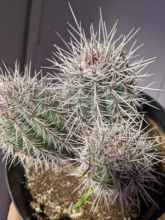 Outdoor Cactus False Saguaro  - Mexican Cardon Cactus - Elephant Cactus Plant ,  about 6 tall