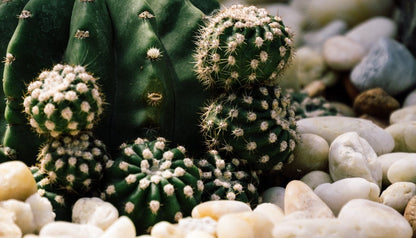 Great Flowering Cactus Domino Echinopsis Subdenudata