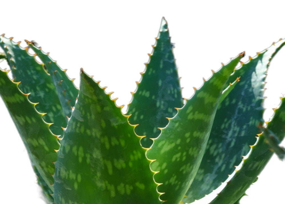 Aloe maculata - Aloe saponaria the soap aloe or zebra aloe Great Indoor or Outdoor Aloe GET ONE!