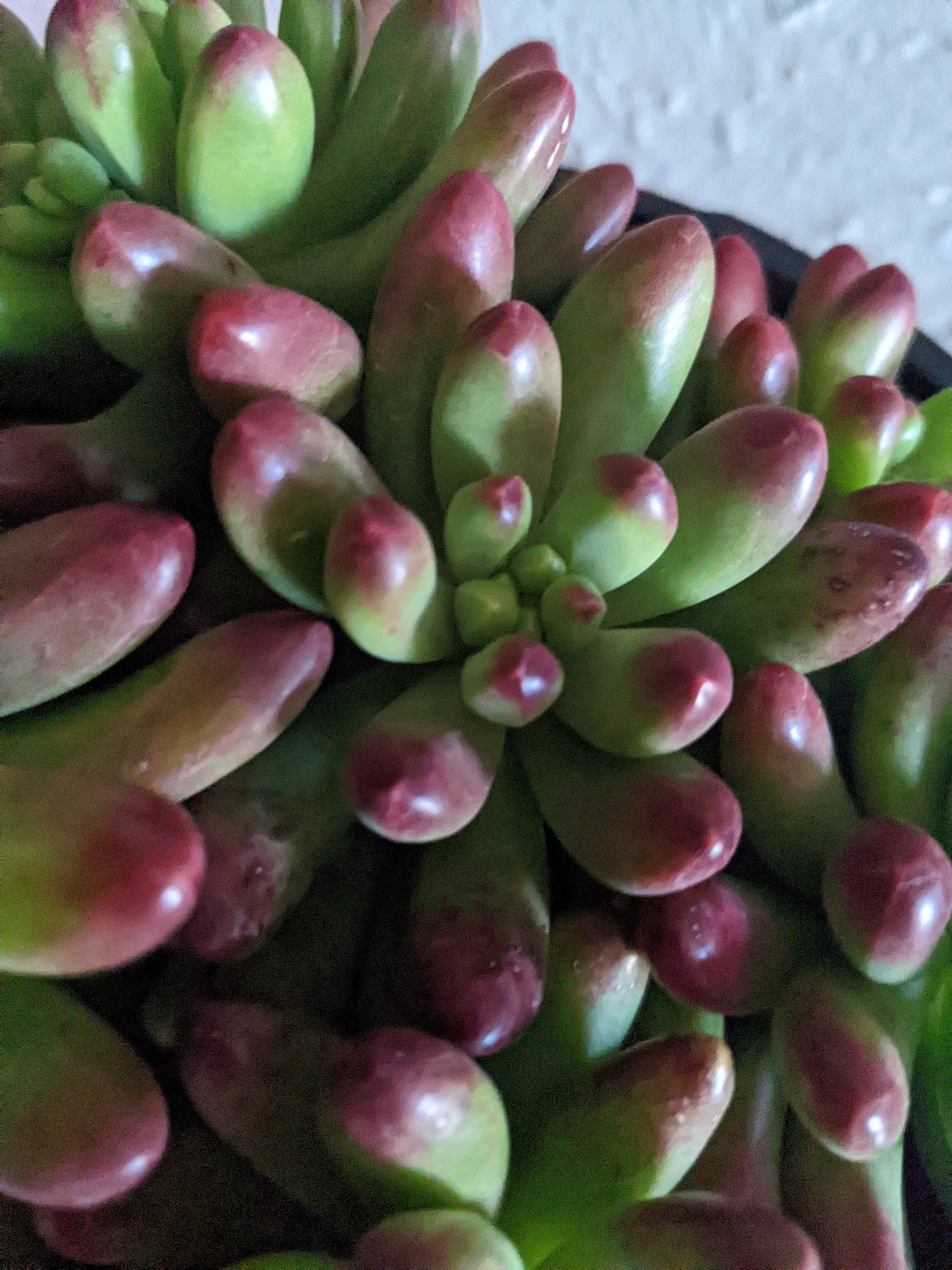 Many Fingers Jelly Bean Succulent - With free bonus