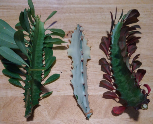 Euphorbia Cactus Succulent Cutting - 3 Pack Euphorbia