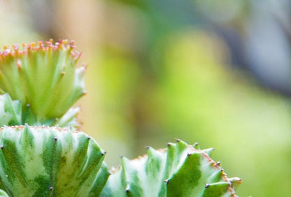 Elkhorn Cactus Crested form - Euphorbia lactea cristata - Crested Euphorbia - Crested Candelabra Plant -- uncommon rare succulent cacti