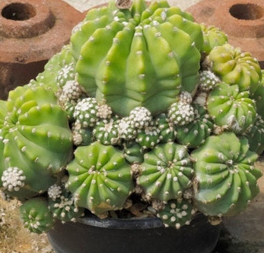 Ball Cactus - Round Globular Cacti/Cacti - Many Cactus Choices Best Prices Healthy Fully Rooted!! 4" Size Plant