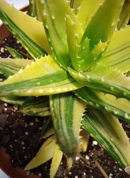 Variegated Succulent Gold Tooth Aloe Aloe × nobilis 'Variegated' - Rare Green Aloe Variegated ROOTED & Healthy