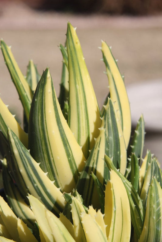 Cutting Succulent  Variegated Gold Tooth Aloe Aloe × nobilis 'Variegated'
