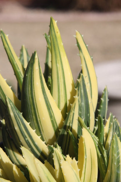 Variegated Succulent Gold Tooth Aloe Aloe × nobilis 'Variegated' - Rare Green Aloe Variegated ROOTED & Healthy