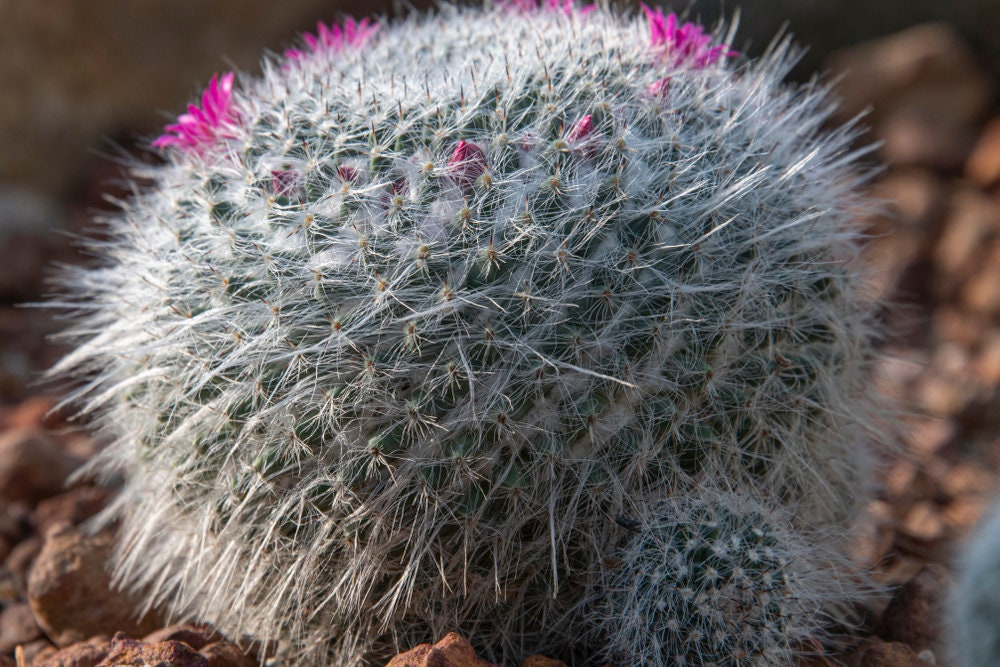 Old Lady Cactus with Pink Flowers!