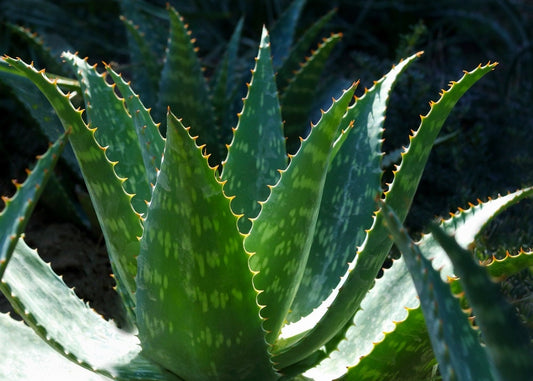 Aloe Alligator - Maculata Aloe Alligator Aka Crocodile Easy Care Plant Med To Low Light