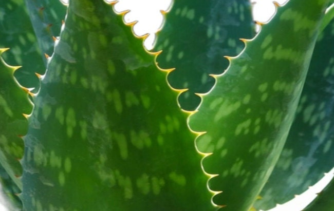 Aloe maculata - Aloe saponaria the soap aloe or zebra aloe Great Indoor or Outdoor Aloe GET ONE!